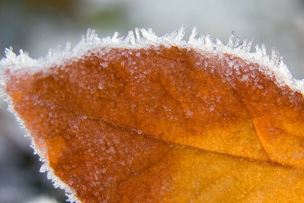 Schneebedeckte gelbe Blatt Nahaufnahme