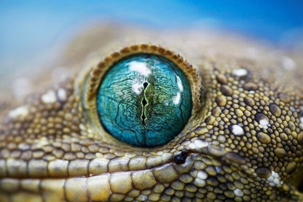 El ojo de lagarto refleja el cielo