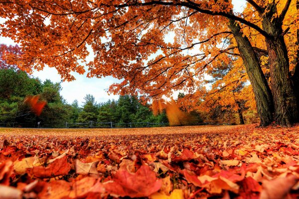 Bosque de otoño. hojas caídas de otoño