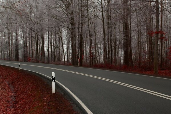 Foresta autunnale con strada asfaltata