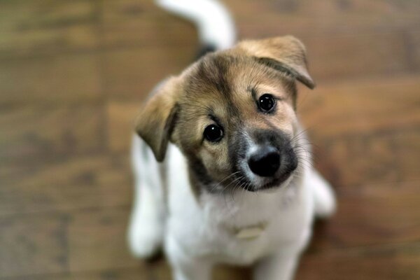 Filhote de cachorro bonito close-up