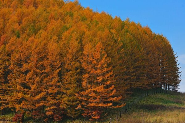 Paisaje de otoño al aire libre