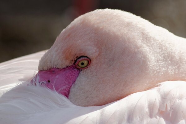 Der rosa Flamingo steckte seinen Schnabel in die Federn