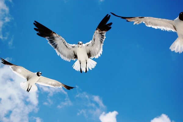 Fliegender Vogel. Freiheit und Leichtigkeit