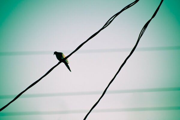 Desktop-Bild mit einem Vogel