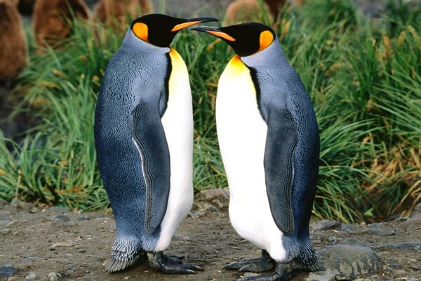 A pair of penguins in the wild