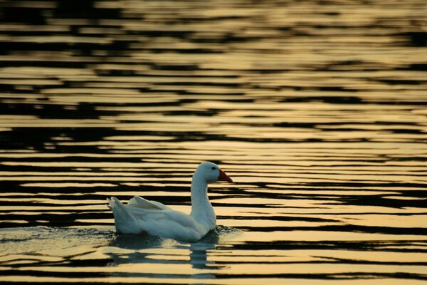 Cygne flottant sur le lac