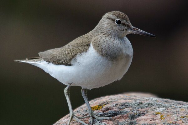 Pájaro de la fauna en la piedra