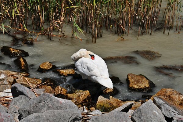 Il cigno nasconde la testa sotto l ala