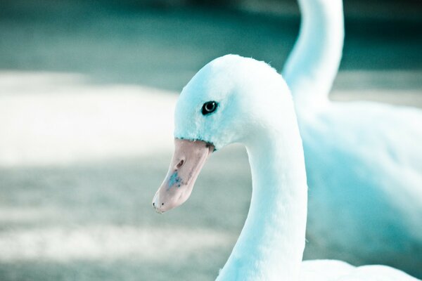 A pair of swans in the wild