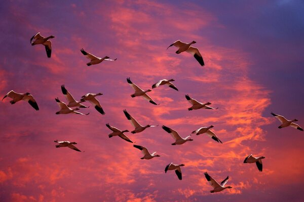 A flock of seagulls flies against the background of sunset