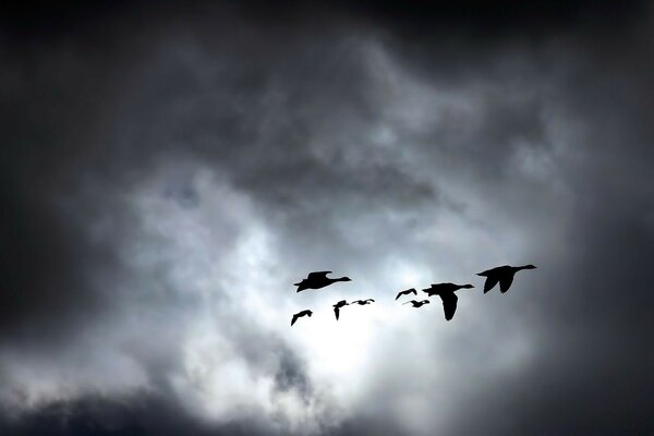 Bandada de pájaros volando a la derecha