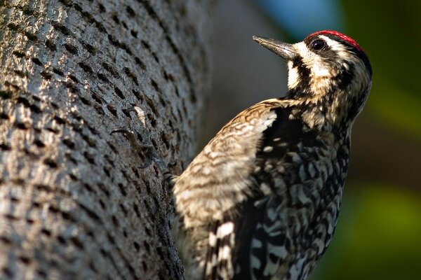 Pájaro carpintero sentado en el tronco de un árbol