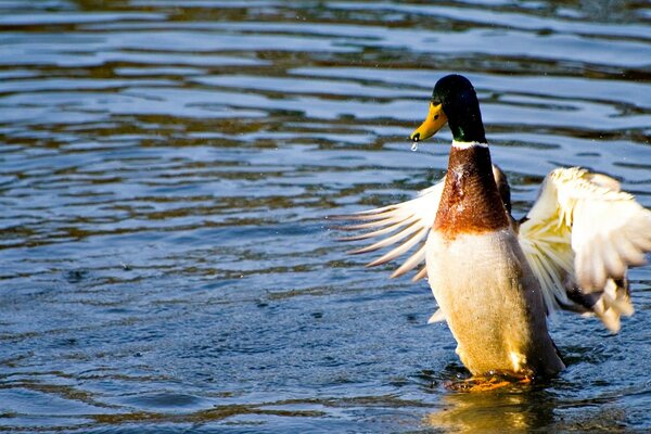 A duck taking off from the water of the lake