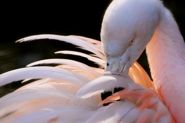 Beautiful pink flamingo. Close-up