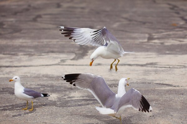 Screaming seagulls on the seashore