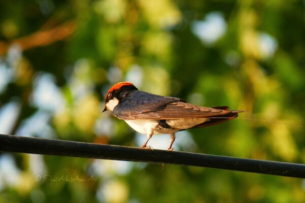 Bellissimo uccello in natura