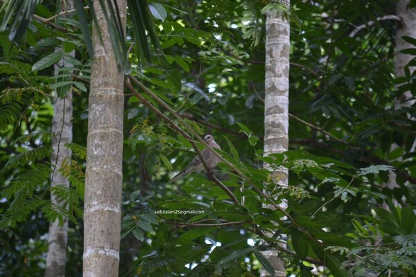 Troncos lisos de árboles tropicales