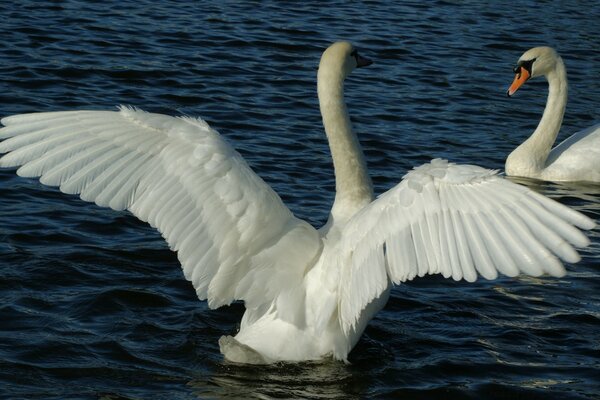 Zwei Schwäne auf dem Wasser. Schwan mit offenen Flügeln