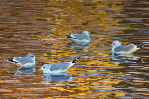 Beautiful seagulls on the surface of the water