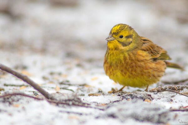 Ein kleiner gelber Vogel sitzt im Schnee