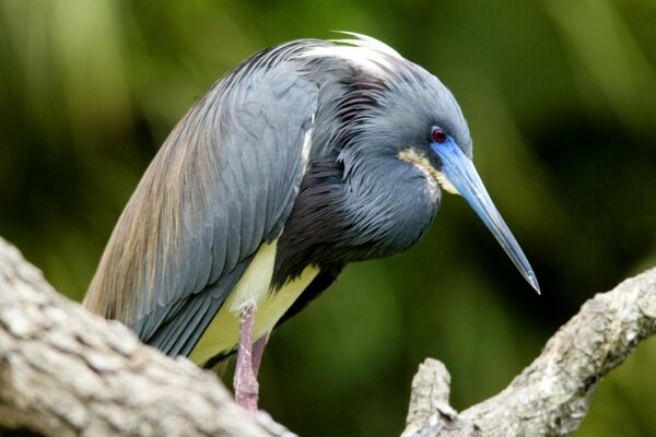 Uccello selvatico in natura con un lungo becco