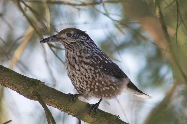 Oiseau assis sur une branche d arbre