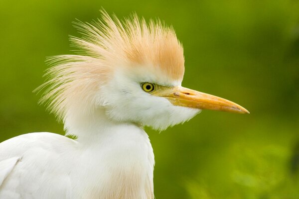 Aves aquáticas da vida selvagem