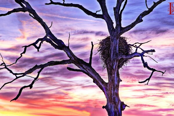 Nido en un árbol desnudo al atardecer