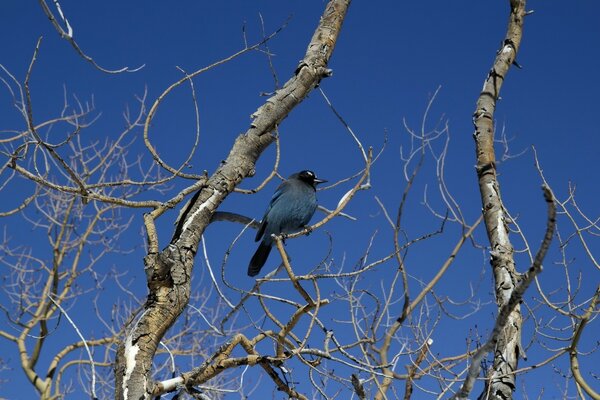 A bird sitting on an old tree