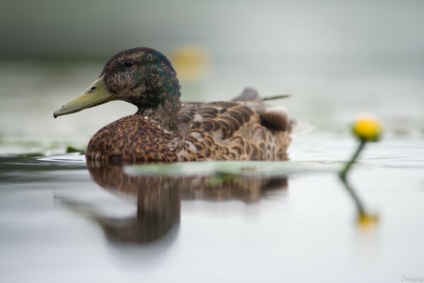 Ente, die neben Lilien auf dem See schwimmt