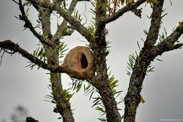 The bird s nest is located on a tree