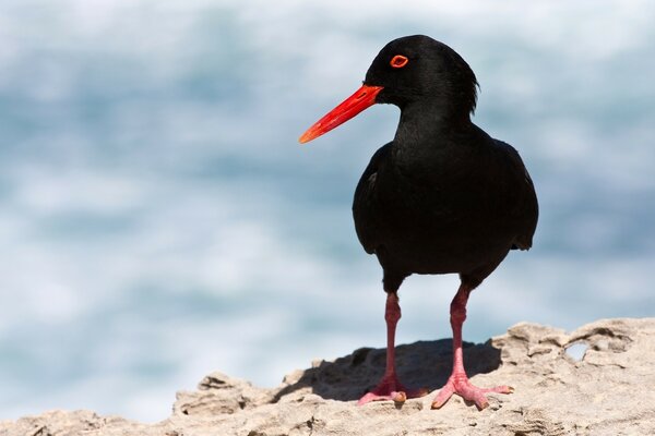 Schwarzer Vogel auf Wasserhintergrund