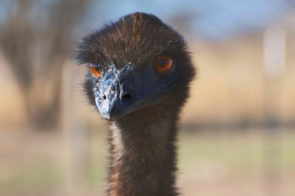 Black ostrich close-up