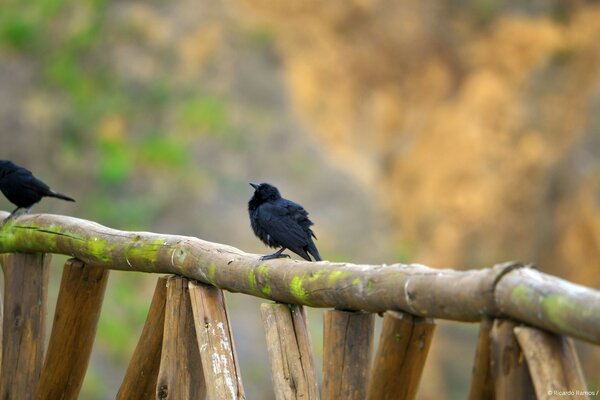 Deux oiseaux noirs assis sur une branche