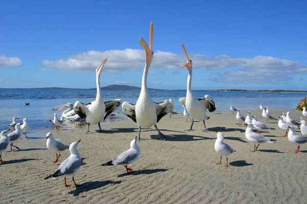 Pelícanos y gaviotas en arena blanca