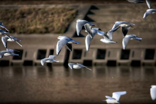 Troupeau de mouettes volant au-dessus de l eau