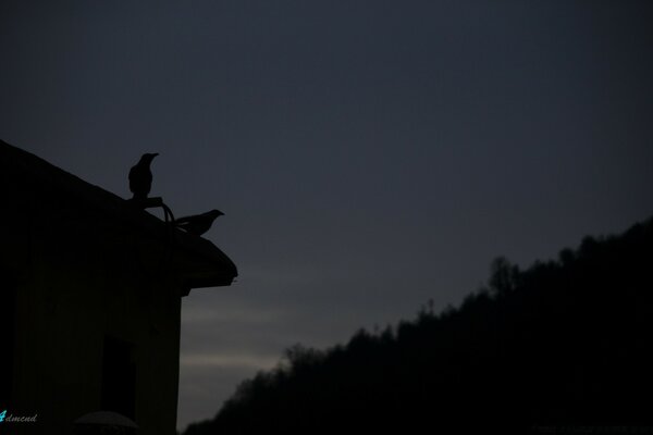 Silueta de dos pájaros en la noche