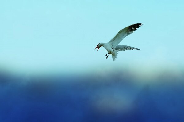 Die Taube ist ein blauer Himmel. Die Möwe fliegt