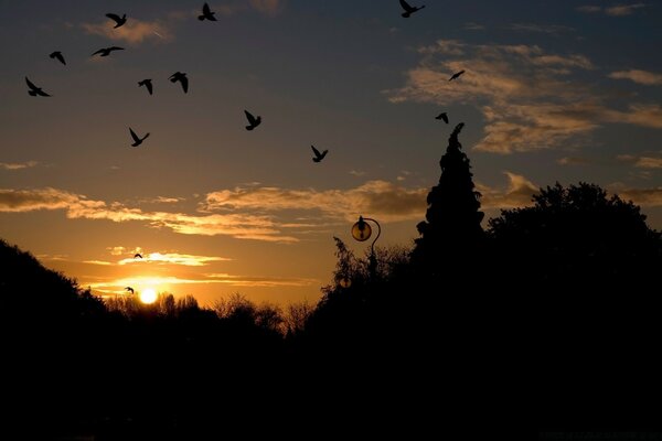 Sagome di uccelli sullo sfondo del tramonto