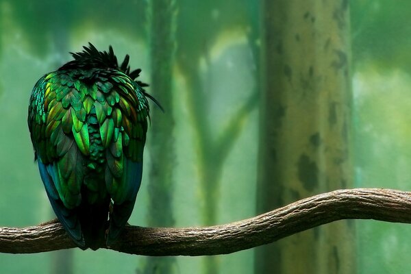 A bird with beautiful green plumage