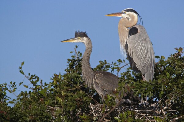 Deux oiseaux de la faune cigognes