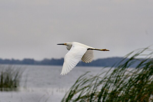 Möwe, die über See und Schilf fliegt