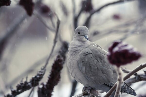 Pigeon gris sur le sorbier de neige