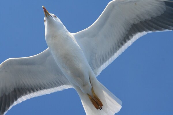 A seagull flying overhead