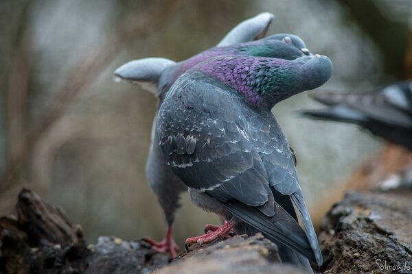 Las palomas ARRULLAN. Alimentándose unos a otros