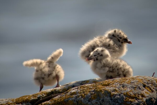 Three fluffy chicks on a rock