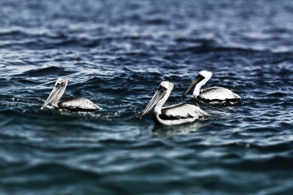 Pelikane am Meer. Fischen