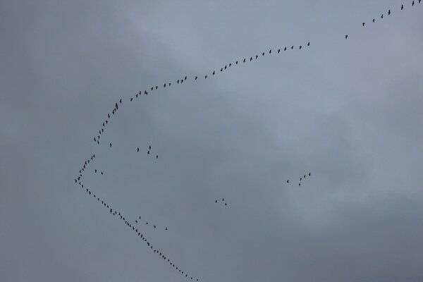 A flock of birds flying high in the sky