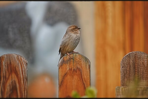 Bel oiseau assis sur la clôture